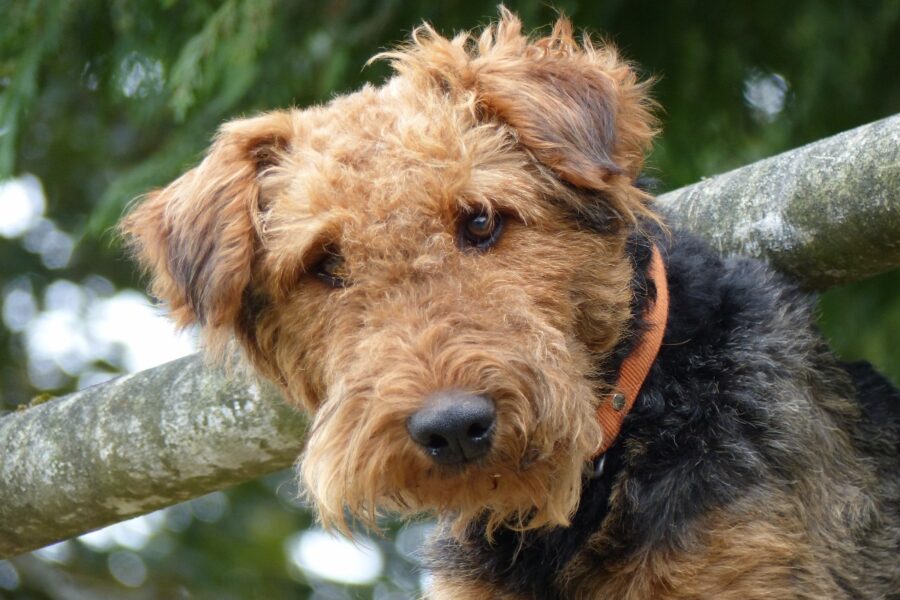 cane in mezzo alla natura