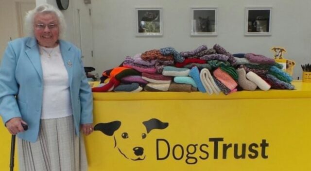 Anziana lavora a maglia ben 450 coperte e maglioni per i cani del rifugio
