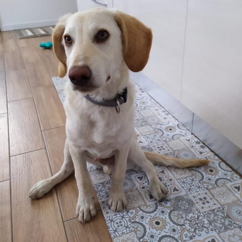 Artù, il cucciolo simil labrador è in cerca di adozione