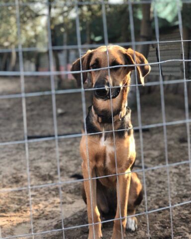 Asmara, la splendida cagnolina è alla ricerca di una famiglia