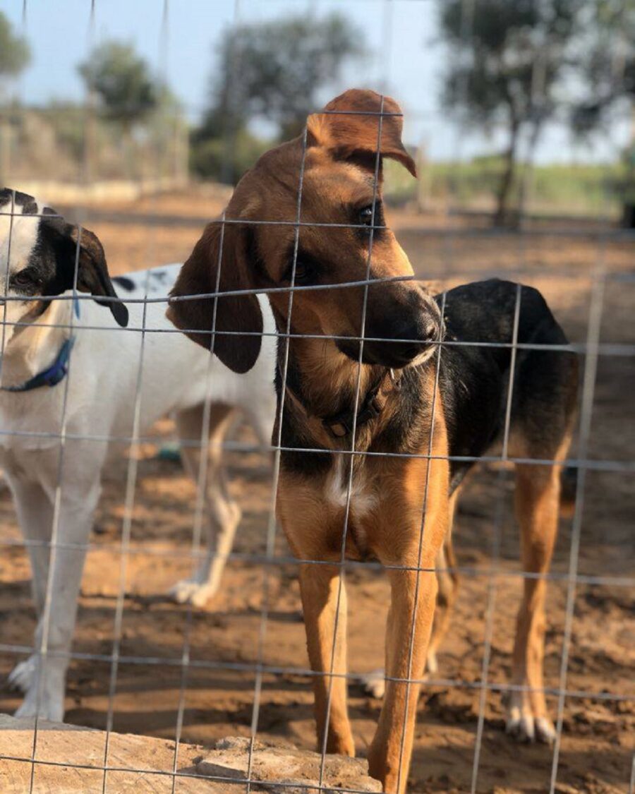 adozione del cuore per asmara