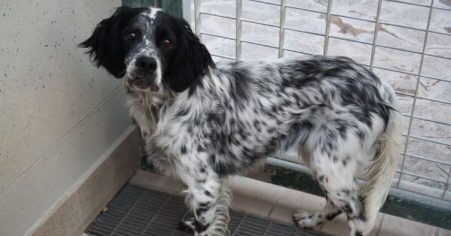 cagnolina con le orecchie nere