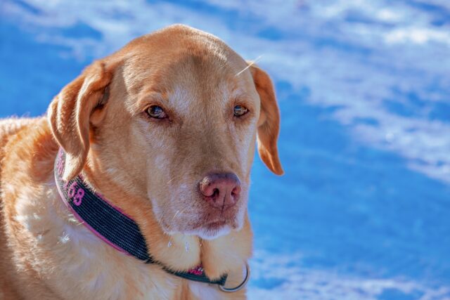 Chicago: il salvataggio del cane Bailey e della sua mamma umana, caduti in un lago ghiacciato (VIDEO)