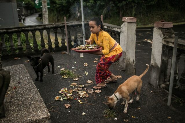 Bambina di 12 anni vive con i suoi 29 cani e ne ha già salvati 60