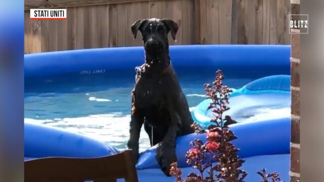 Baxter cucciolo di schnauzer gigante viene beccato dal padrone (VIDEO)