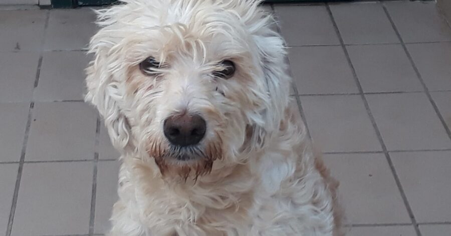 cane dal pelo bianco