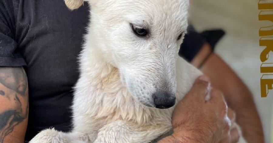 cagnolino dal pelo bagnato e bianco