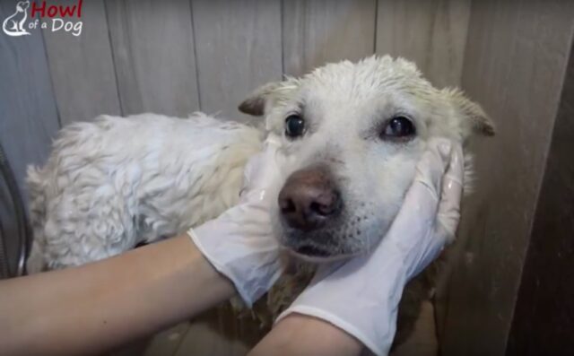 Il cagnolino ha il cuore spezzato: voleva tanto tornare a casa, ma la sua famiglia lo ha rifiutato