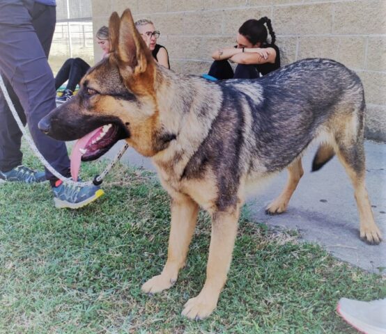 Bora: questa cucciola di cane abbandonata a sé stessa ora ha bisogno di una famiglia