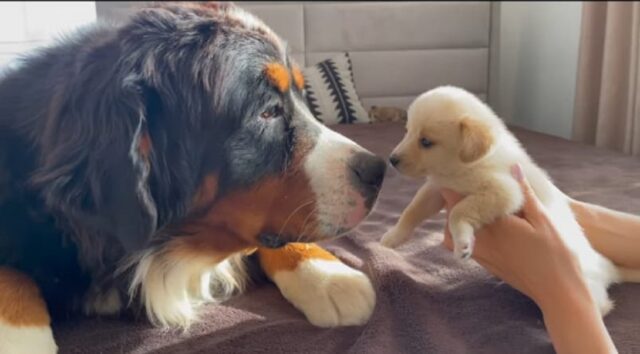 Bovaro del Bernese incontra cuccioli per la prima volta (VIDEO)