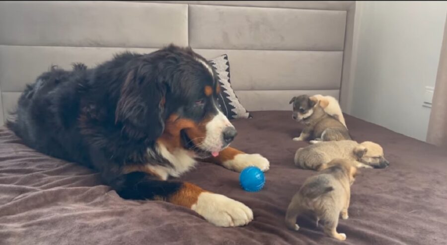 bovaro del bernese incontra cuccioli per la prima volta