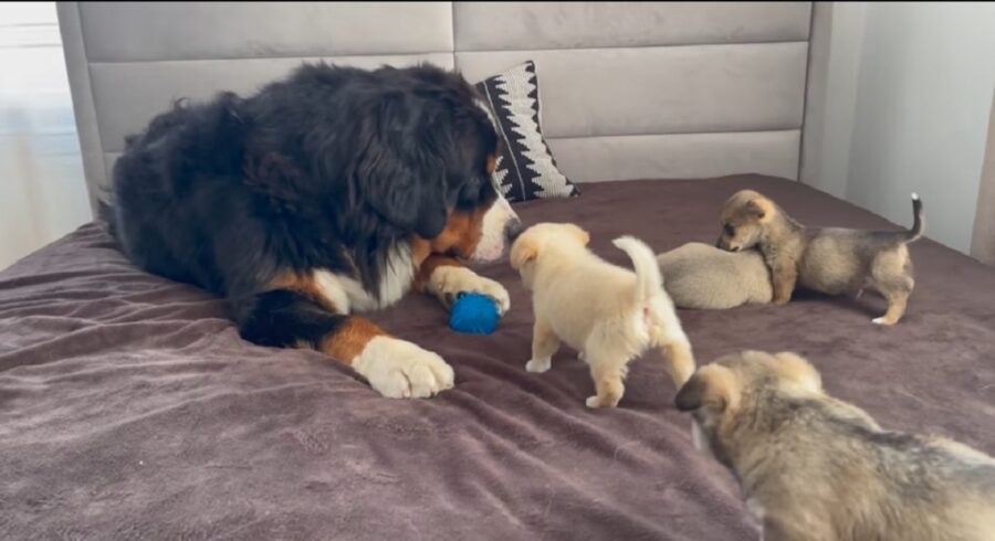 primo incontro tra cuccioli e bovaro del bernese