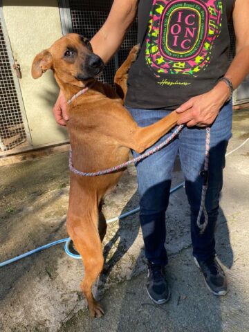 Boxy, la dolcissima cagnolina alla ricerca del suo riscatto