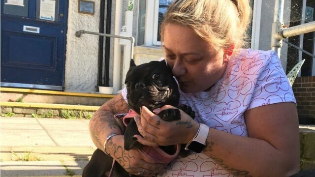 Cherry cucciola di Bulldog francese ritorna ai legittimi proprietari