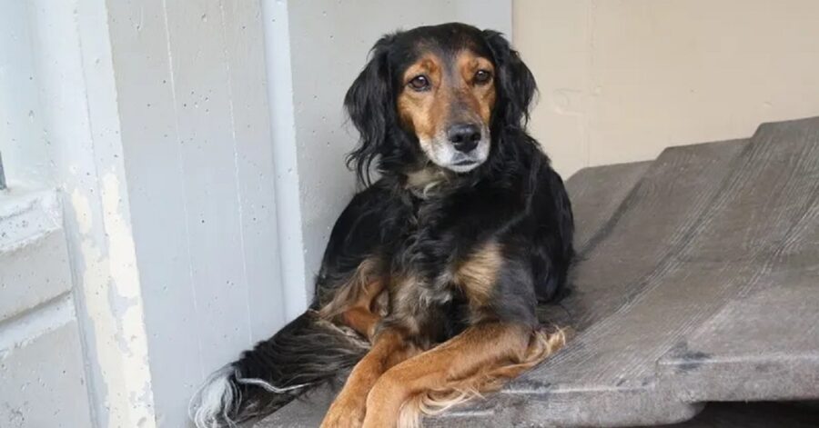 cagnolina nel canile di Brescia