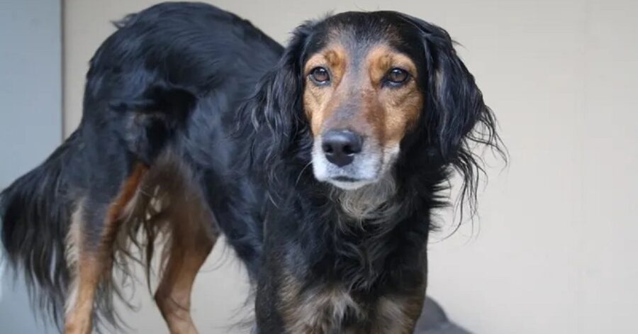 cagnolina abbandonata in canile