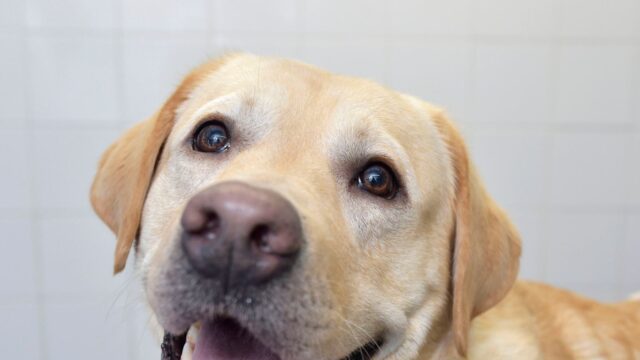 Chino cucciolo di Labrador Retriever è il protagonista di un miracolo