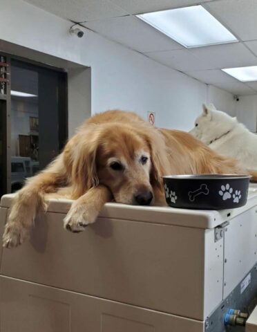 Cody, il cagnolone che lavora alla lavanderia e dorme tutto il giorno
