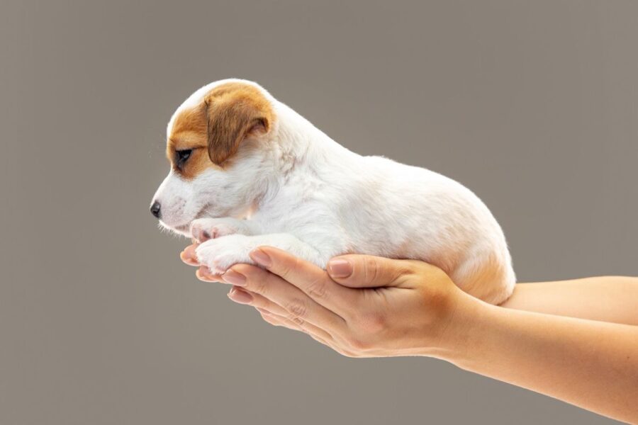 cucciolo di cane in mano