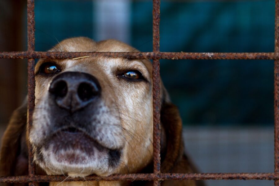 cane in gabbia