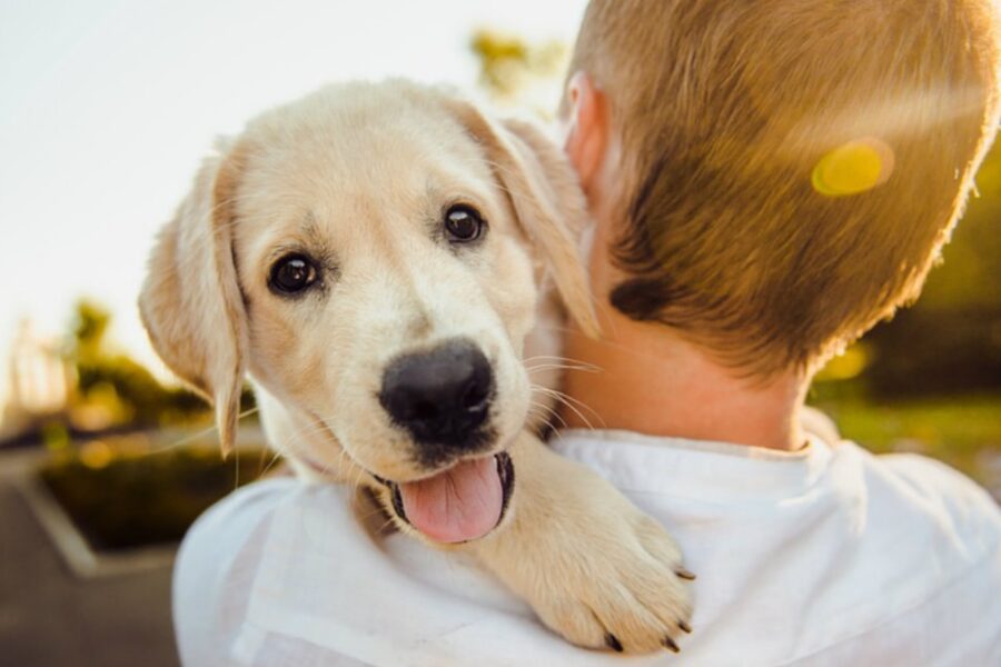 cucciolo di cane in braccio