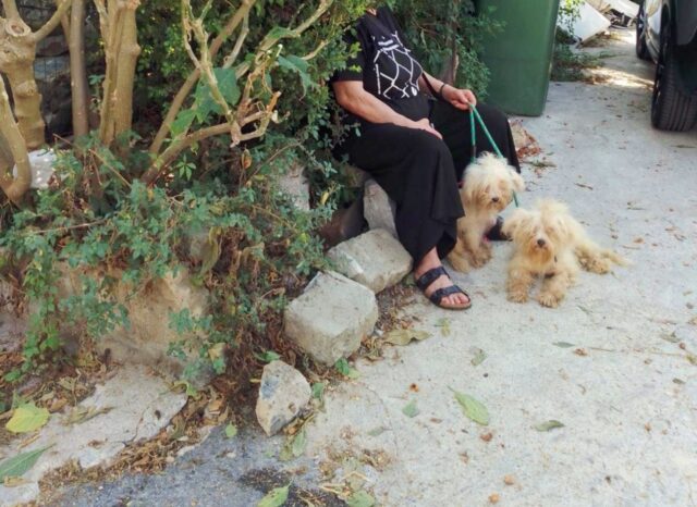 Cuccioli di maltese abbandonati in delle scatole