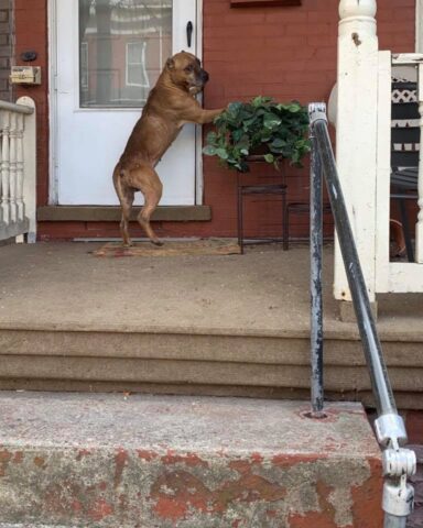 Cupido, il cane abbandonato durante il trascolo aspetta per settimane fuori casa