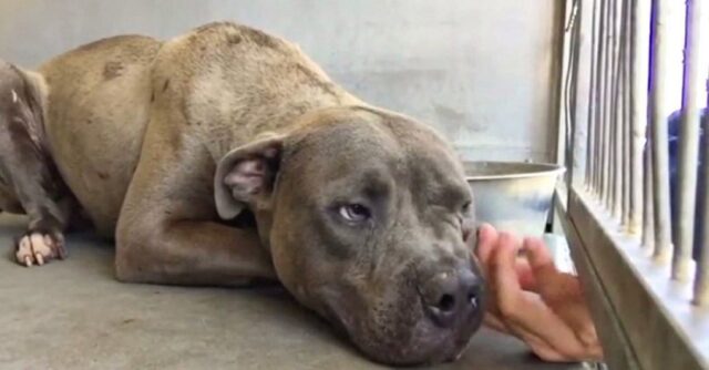 Diesel, il pitbull diventato affettuoso grazie all’amore