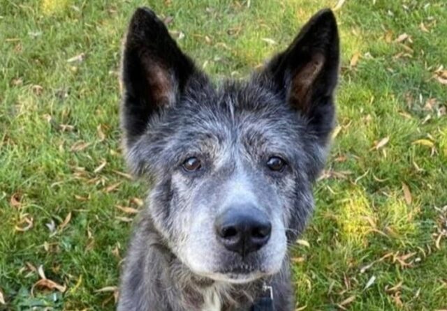 Duke cucciolo anziano di Akita Inu ha trovato casa a 104 anni umani