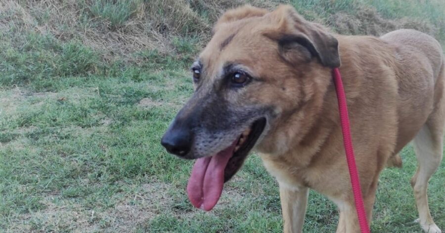 cane con la lingua fuori mentre passeggia