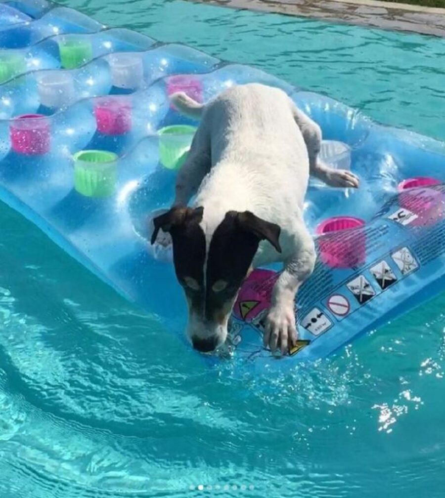 cane di francesco facchinetti scomparso