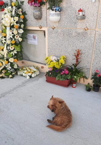 Questo cane percorre ogni giorno miglia su miglia pur di visitare la tomba del suo amato padrone