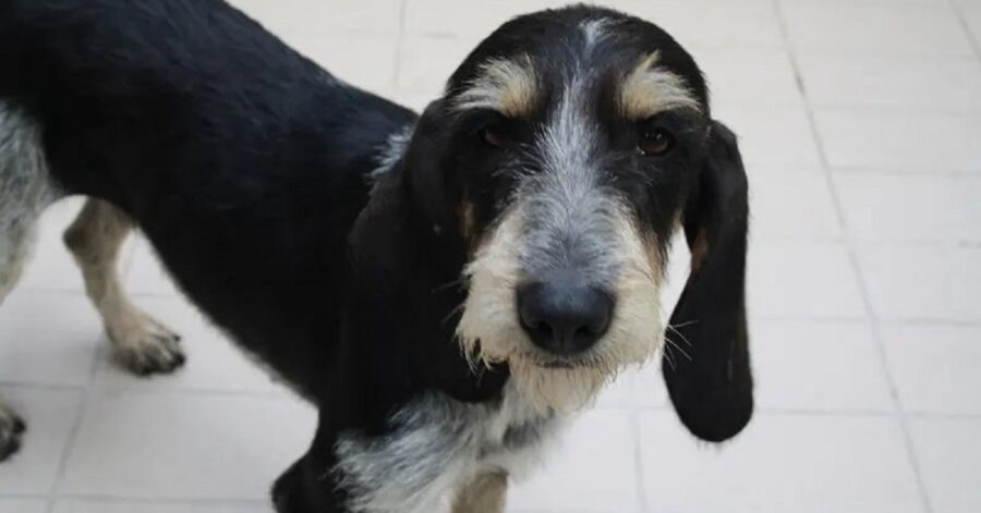 cagnolina abbandonata dal proprietario