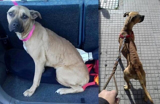 Gina, la cagnolina che aspetta da ormai quattro anni una famiglia