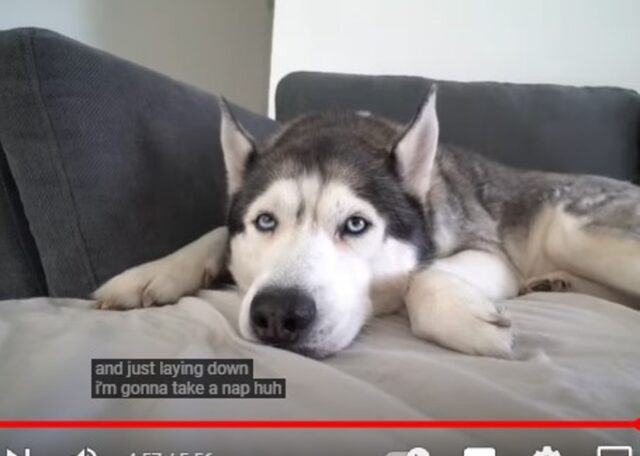 Gohan il cucciolo di Husky incontra un nuovo amico (VIDEO)