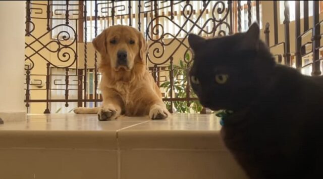 Golden Retriever incontra un gatto per la prima volta (VIDEO)