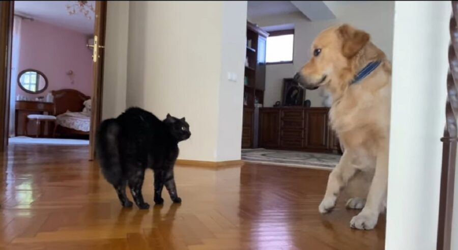 primo incontro tra golden retriever e gatto nero
