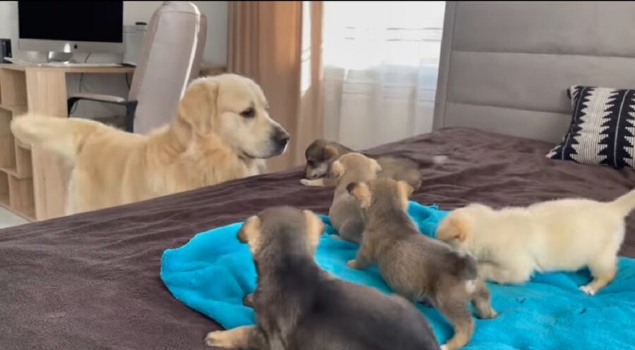 golden retriever incontra dei cuccioli per la prima volta