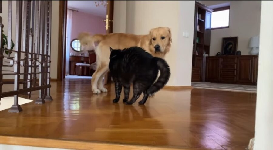 video del primo incontro tra golden retriever e gatto nero