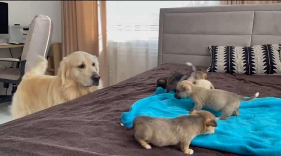 primo incontro tra golden retriever e dei cuccioli