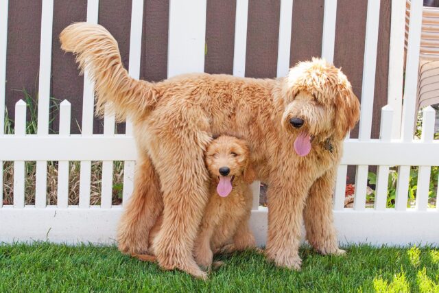 Goldendoodle: carattere, cure, curiosità e consigli su questa razza