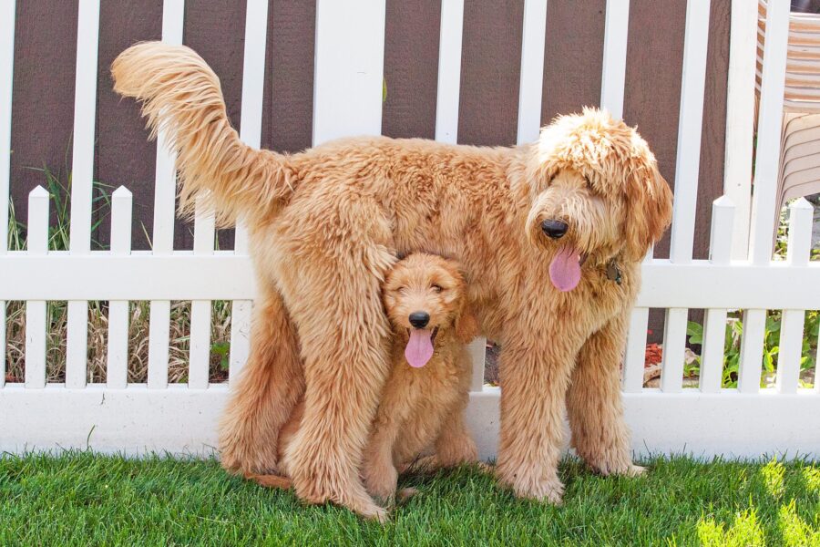 mamma e cucciolo di cane goldendoodle