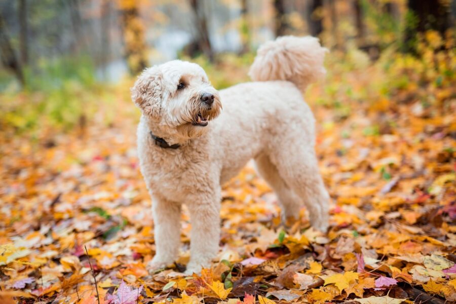 cane nel bosco