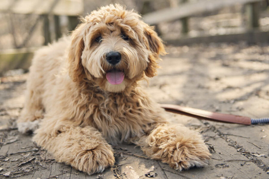 cane al guinzaglio