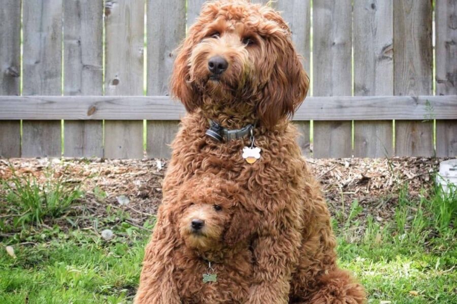 mamma insieme al suo cucciolo di cane