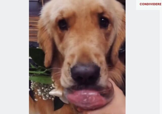 Hank il cucciolo di Golden Retriever protagonista del matrimonio