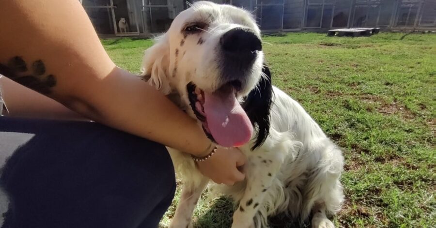 cane con la lingua fuori