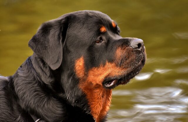 Russia: Joy, un Rottweiler privo di sensi viene salvato in un incendio e rianimato (VIDEO)