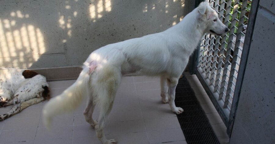 cagnolina che guarda fuori dal box