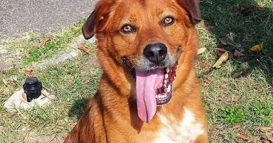 cane di taglia grande cerca casa